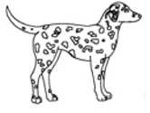imágenes de perros