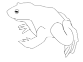 imágenes de ranas