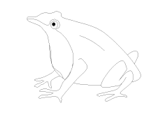 imágenes de ranas