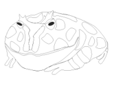 imágenes de ranas