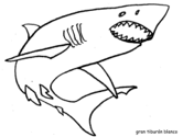 dibujo de gran tiburón blanco