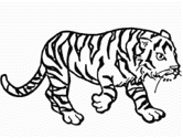 imágenes de tigre