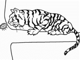 imágenes de tigre