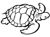 imágenes de tortuga