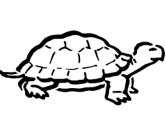 imágenes de tortuga