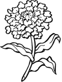 imágenes de flores