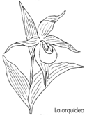 imágenes de flores