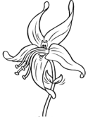 imágenes de flores