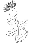 el cardo de Escocia