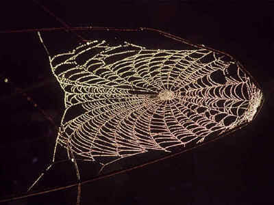 Telaraña cargada de rocío