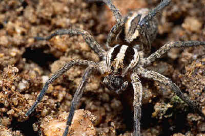 EL CUERPO DE UNA ARAÑA