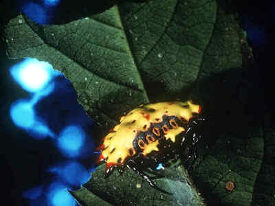 ARAÑA CANGREJO