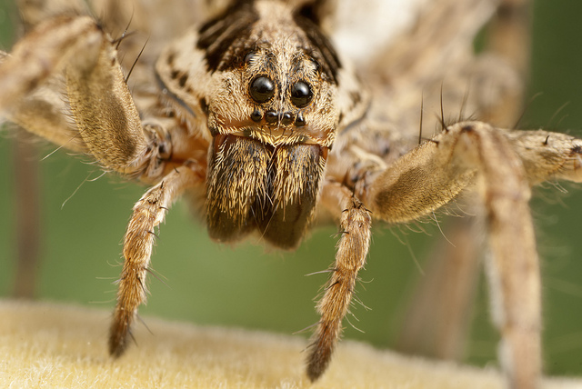 ojos de una araña lobo