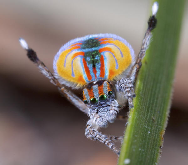 maratus volans
