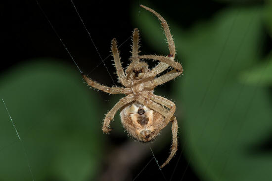 araña del orbe