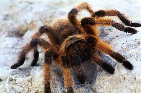 tarantula