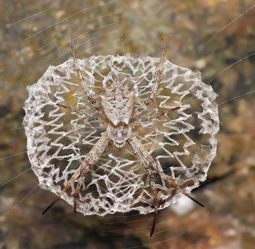 ARAÑA TEJEDORA DEL ORBE