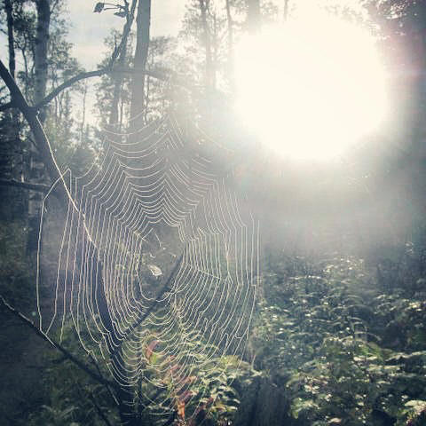 telaraña