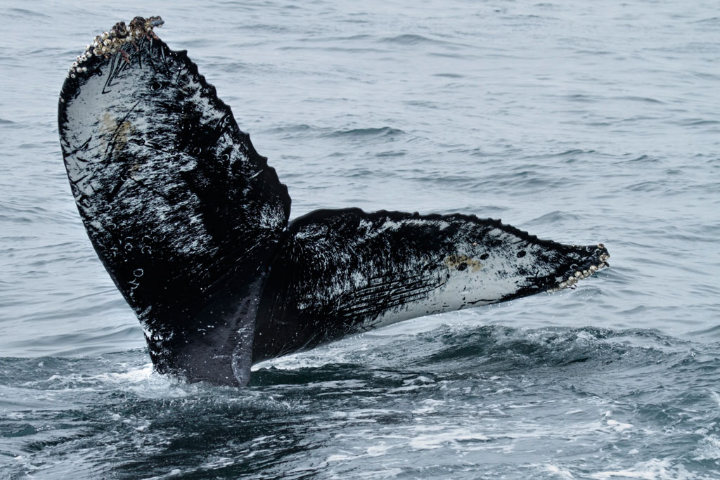 Aleteo de una ballena jorobada