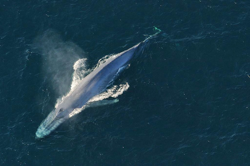 Ballena azules
