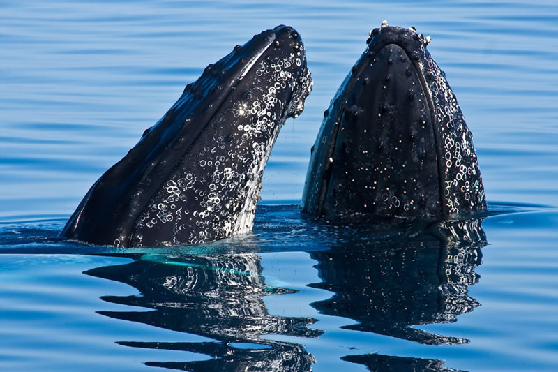 Ballenas alimentándose por red de burbujas