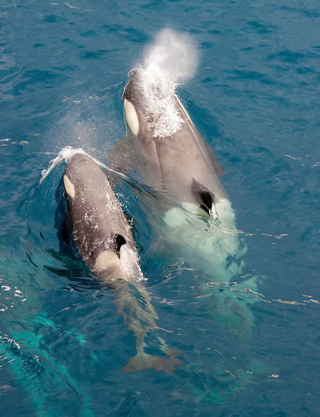 las ballenas y sus bebés