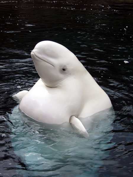 una ballena beluga