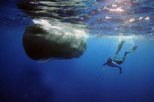 las ballenas y sus bebés