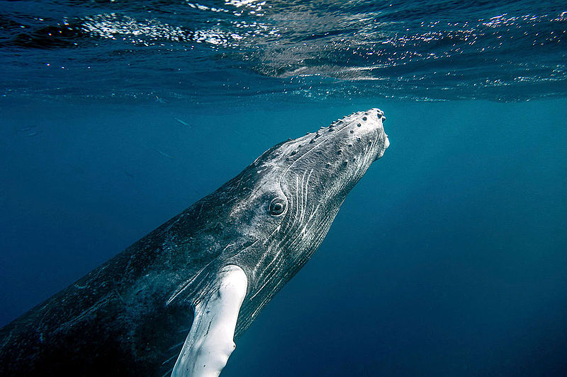 las ballenas y sus bebés