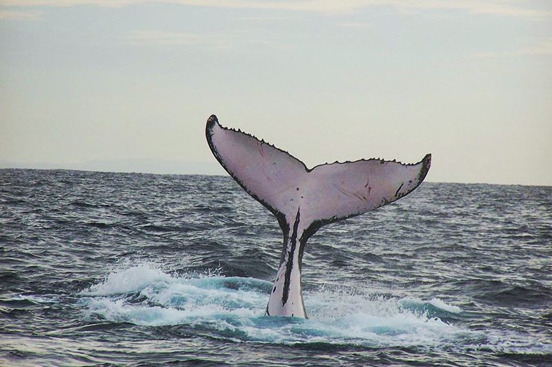 Aleteo de una ballena jorobada