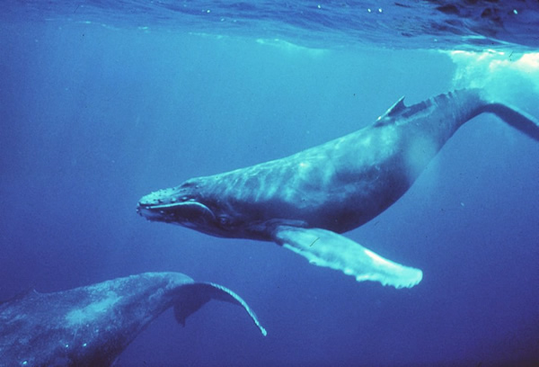 Ballena jorobada
