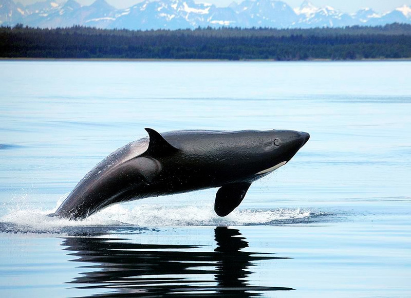orca