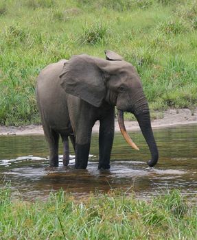 Elefante africano de arbusto