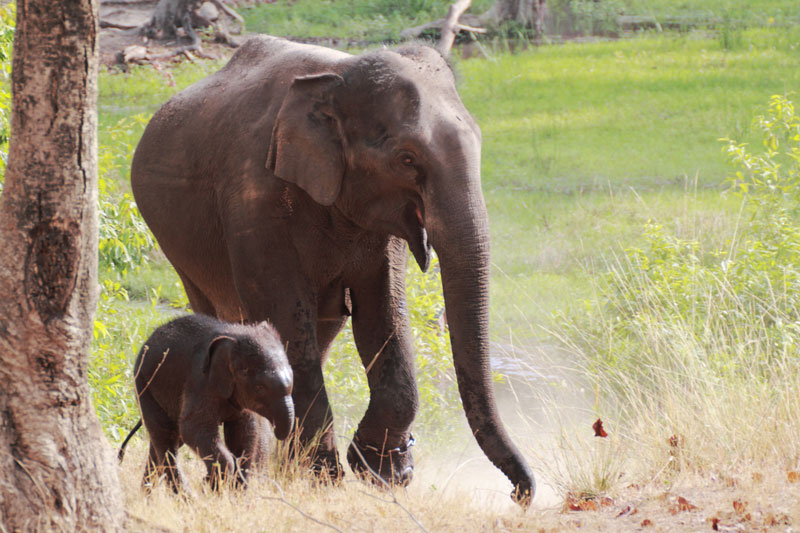 Elefante asiático