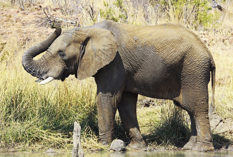 Elefante de bosque macho en Langoue Bai, Ivindo National Park, Gabon.
