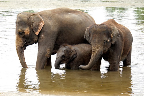 Elefante asiático