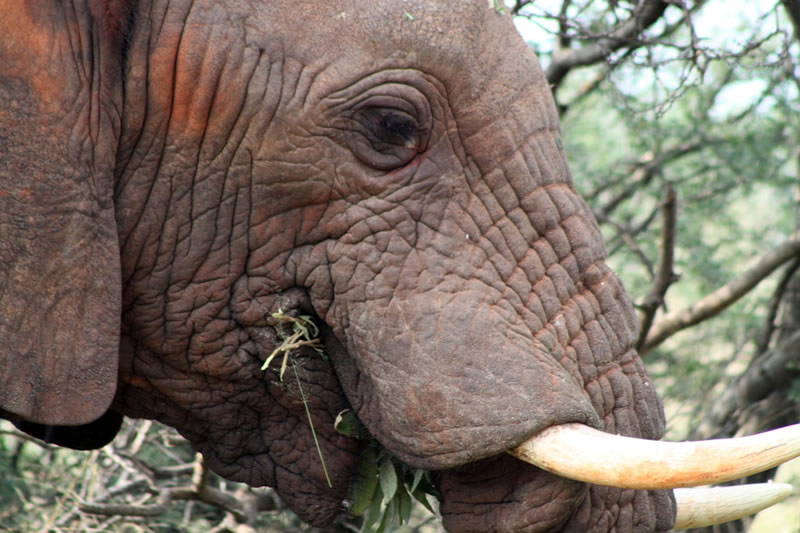 Elefante comiendo