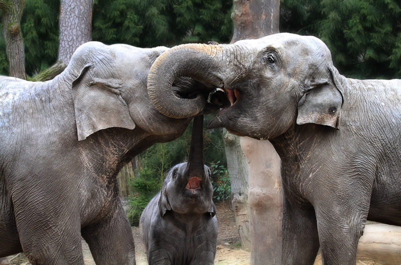 Besos enroscados de tres elefantes