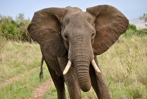 Orejas de elefante
