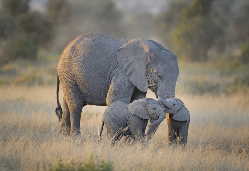 elefante