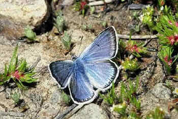 Mariposa