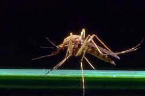 Mosquito