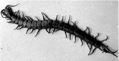 Ciempiés