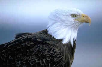 Pájaros