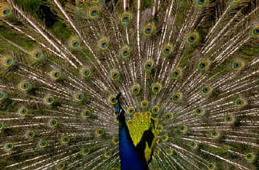 Pájaros
