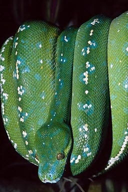 Reptiles
