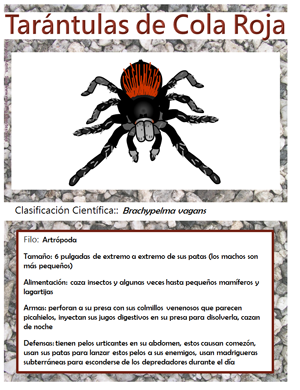 Plantilla Imprimible de datos: Tarántulas de Cola Roja
