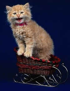 kitten (baby cat)
