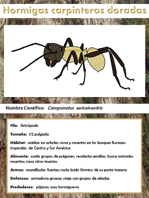 Hormigas carpinteras doradas