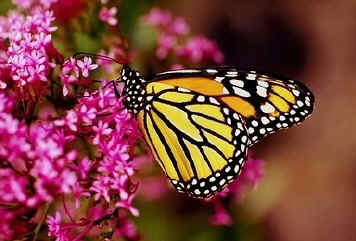 La mariposa